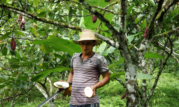 1.-Petroni-Cacao-Cultivation-Peace-Community-1